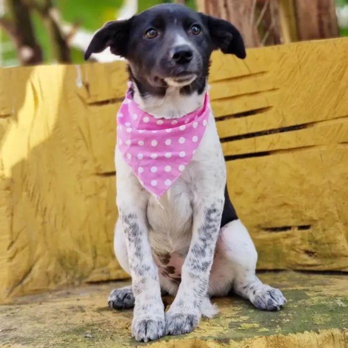 Cachorro ra a SRD idade 2 a 6 meses nome LANI