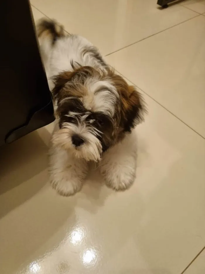 Cachorro ra a Shitzu  idade 2 a 6 meses nome Romeu 