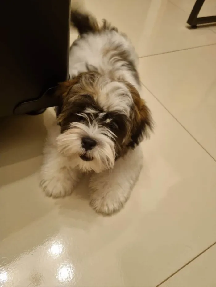 Cachorro ra a Shitzu  idade 2 a 6 meses nome Romeu 