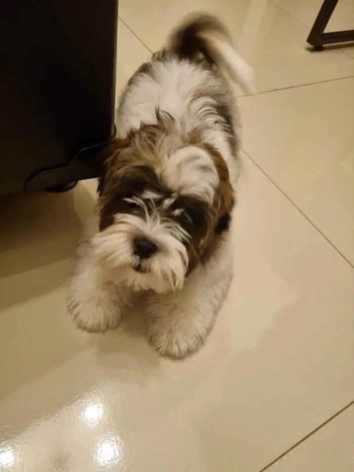 Cachorro ra a Shitzu  idade 2 a 6 meses nome Romeu 