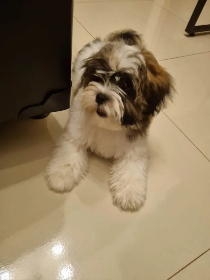 Cachorro ra a Shitzu  idade 2 a 6 meses nome Romeu 
