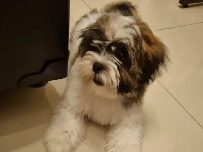 Cachorro ra a Shitzu  idade 2 a 6 meses nome Romeu 