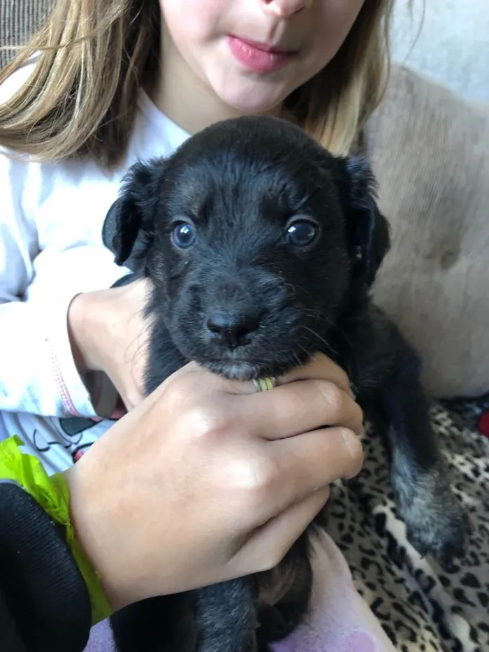 Cachorro ra a Golden com desconhecido  idade Abaixo de 2 meses nome Filhotes