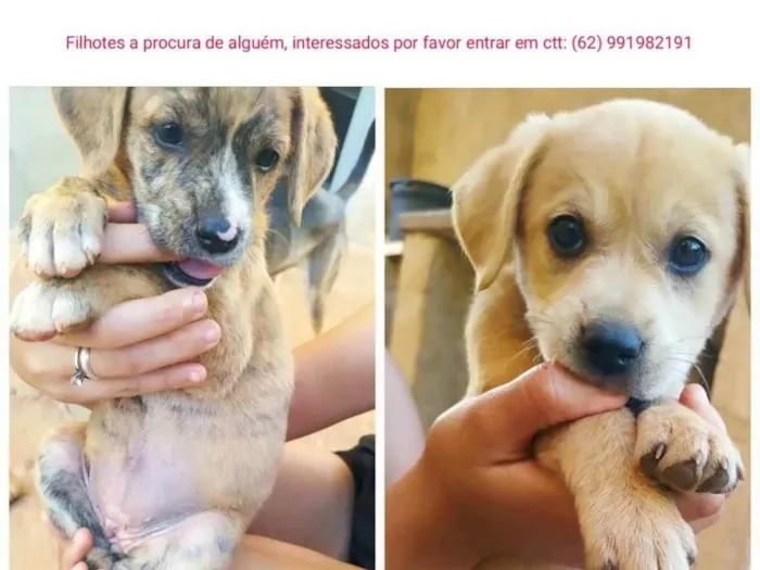 Cachorro ra a INDEFINIDA  idade 2 a 6 meses nome Sem nome no momento