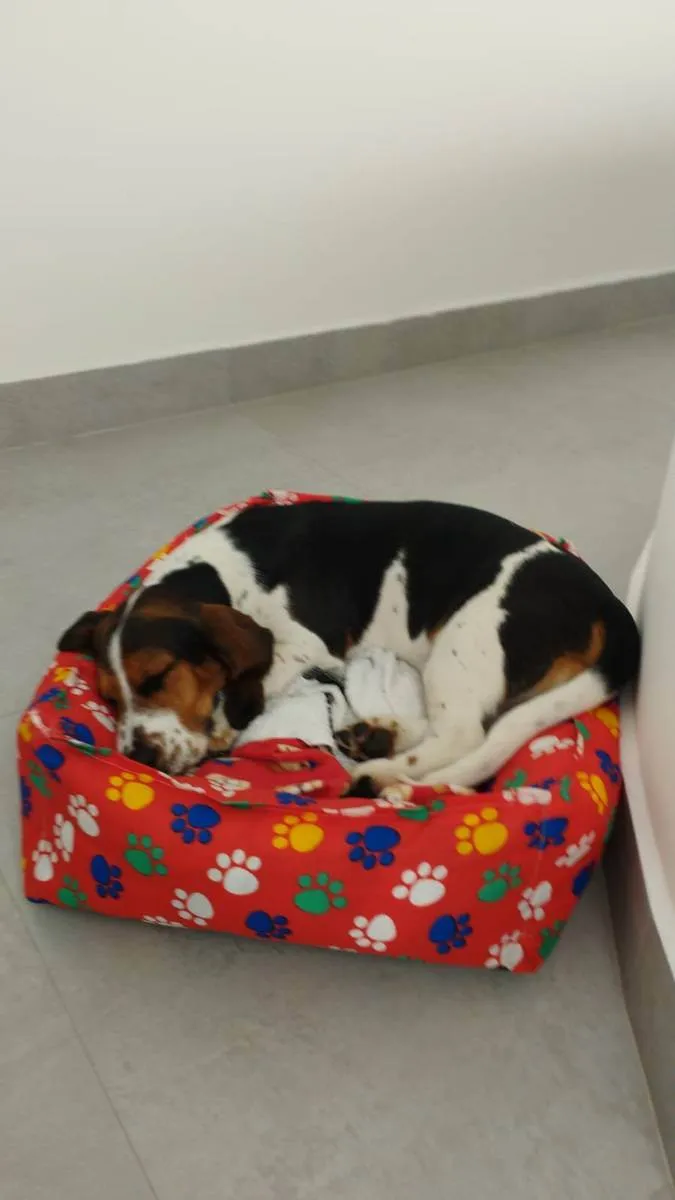 Cachorro ra a Basset Hound idade 7 a 11 meses nome Zeca