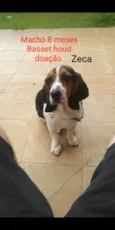 Zeca