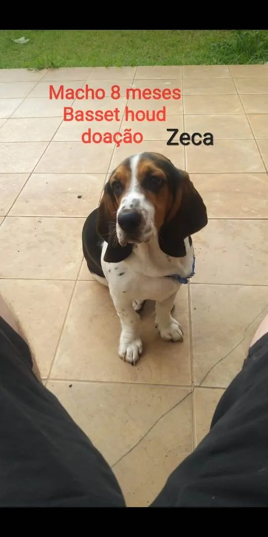 Cachorro ra a Basset Hound idade 7 a 11 meses nome Zeca