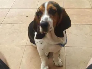 Cachorro raça Basset Hound idade 7 a 11 meses nome Zeca