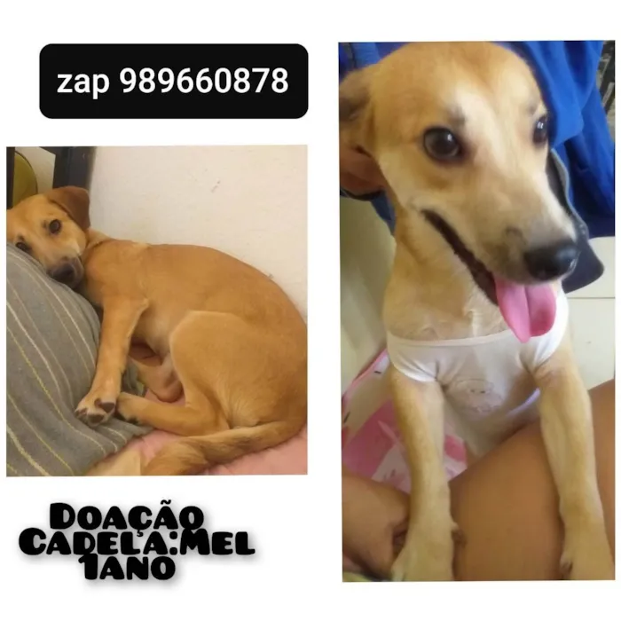 Cachorro ra a  idade 1 ano nome Mel