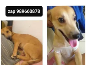 Cachorro raça  idade 1 ano nome Mel