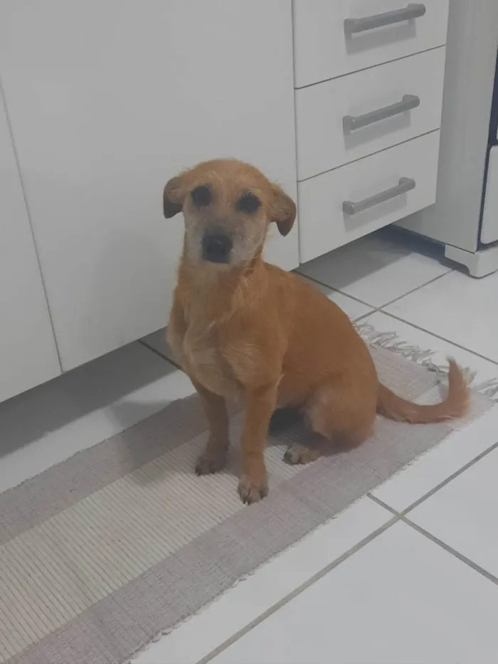 Cachorro ra a Srd idade 5 anos nome Loira