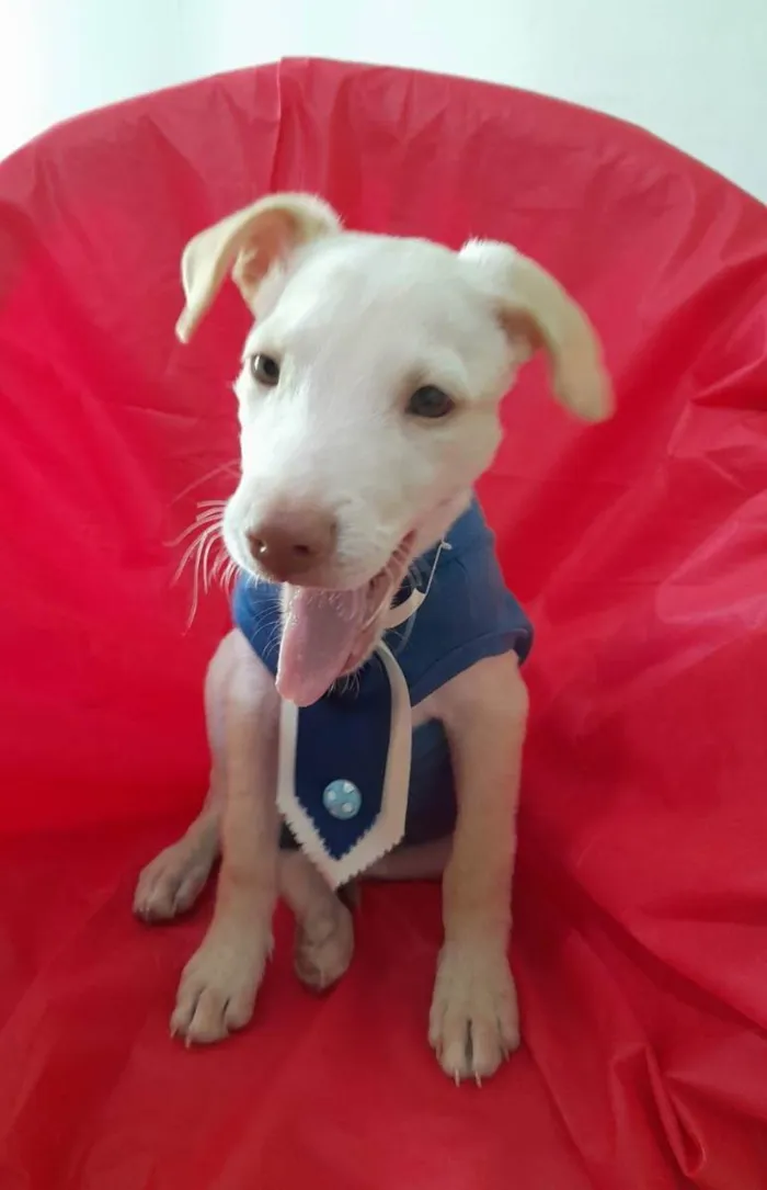 Cachorro ra a Srd  idade 2 a 6 meses nome Filhotes 3 meses