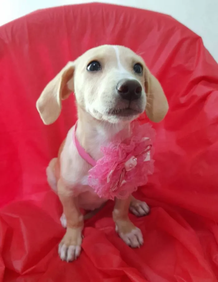 Cachorro ra a Srd  idade 2 a 6 meses nome Filhotes 3 meses