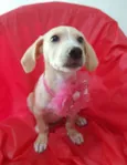 Filhotes 3 meses