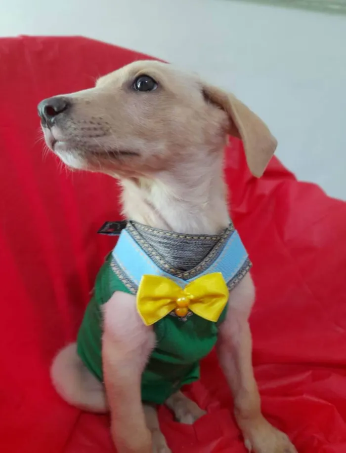 Cachorro ra a Srd  idade 2 a 6 meses nome Filhotes 3 meses