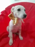 Filhotes 3 meses