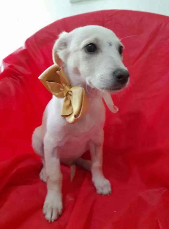 Cachorro ra a Srd  idade 2 a 6 meses nome Filhotes 3 meses