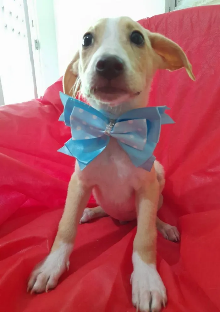 Cachorro ra a Srd  idade 2 a 6 meses nome Filhotes 3 meses