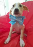 Filhotes 3 meses