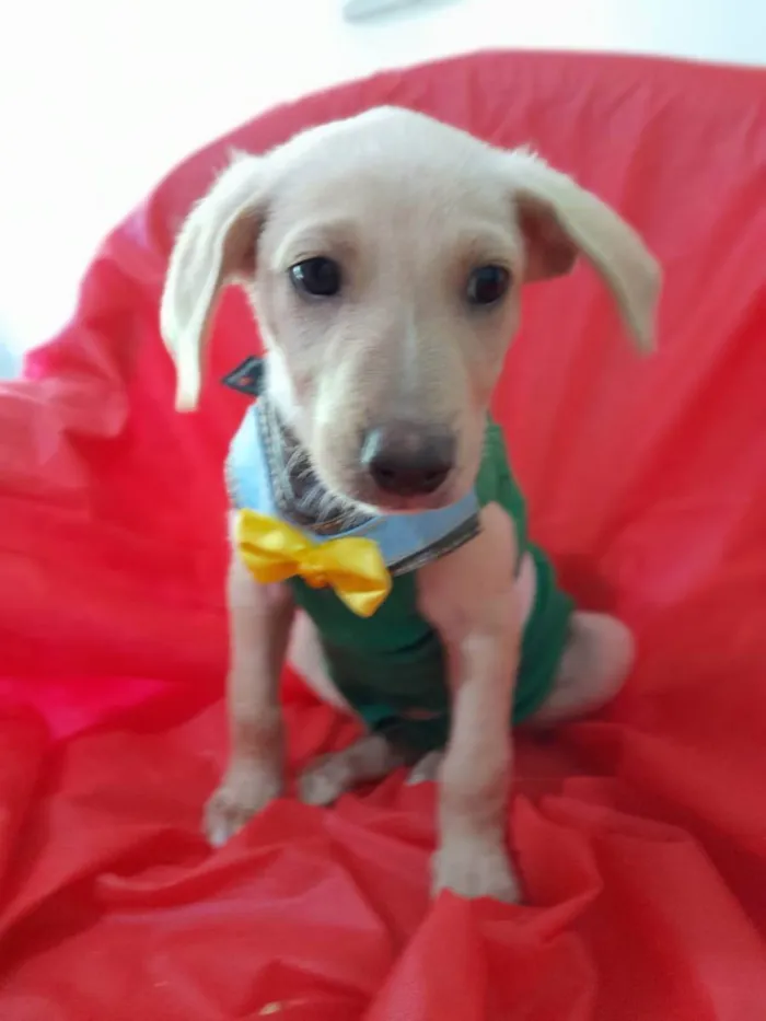 Cachorro ra a Srd  idade 2 a 6 meses nome Filhotes 3 meses