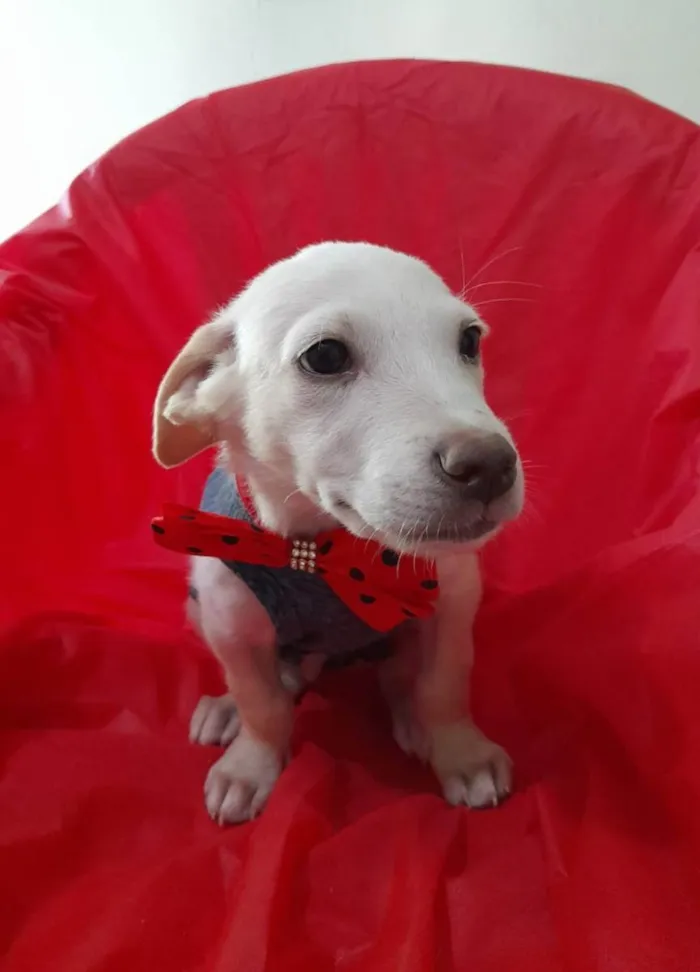 Cachorro ra a Srd  idade 2 a 6 meses nome Filhotes 3 meses
