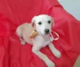 Filhotes 3 meses