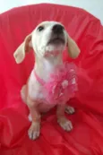 Filhotes 3 meses