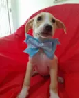 Filhotes 3 meses