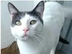 Gato raça srd bicolor idade 1 ano nome JOHN