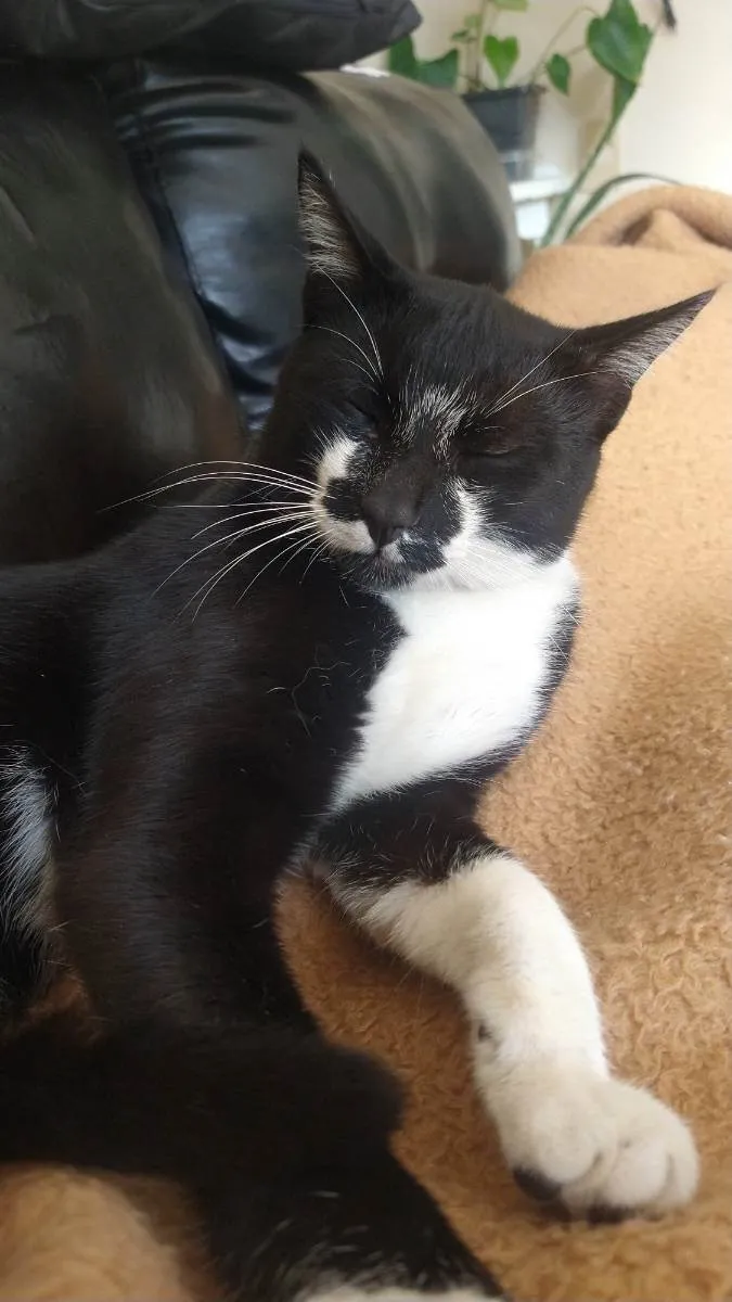 Gato ra a Srd idade 2 anos nome Patrik