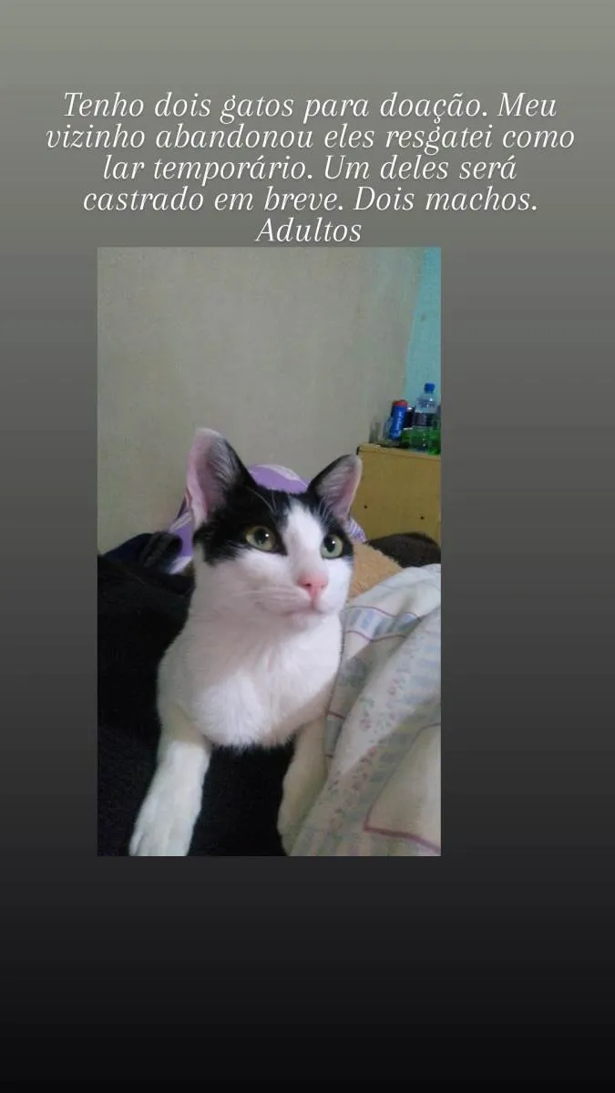 Gato ra a Srd idade 2 anos nome Patrik