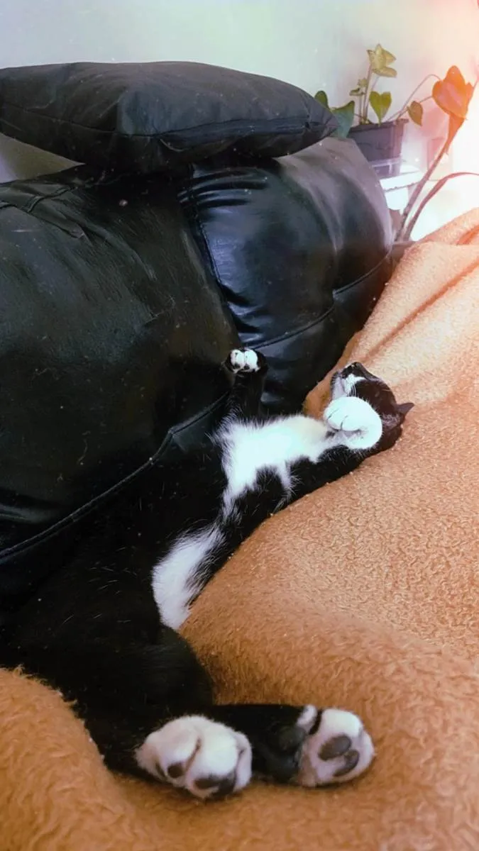Gato ra a Srd idade 2 anos nome Meliante 