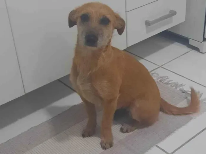 Cachorro ra a Srd idade 5 anos nome Loira