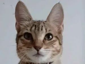 Gato raça srd tigradinha  idade 7 a 11 meses nome LEONA