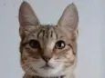 Gato raça srd tigradinha  idade 7 a 11 meses nome LEONA