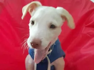 Cachorro raça Srd  idade 2 a 6 meses nome Filhotes 3 meses