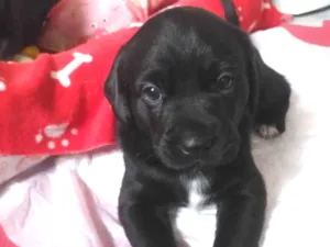 Cachorro raça Srd idade Abaixo de 2 meses nome Saimon