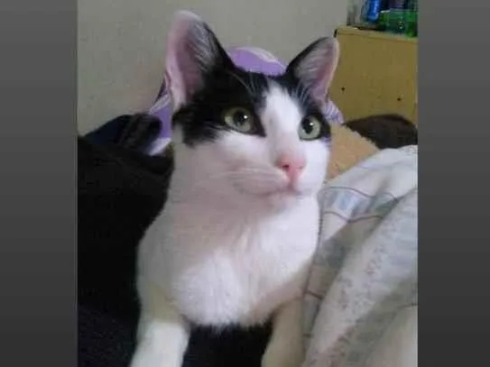Gato ra a Srd idade 2 anos nome Patrik