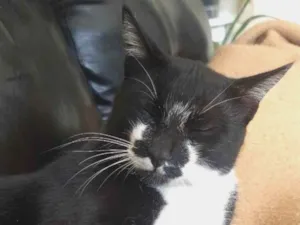 Gato raça Srd idade 2 anos nome Meliante 