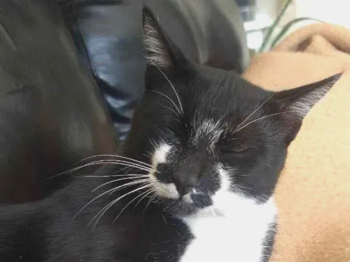 Gato ra a Srd idade 2 anos nome Meliante 