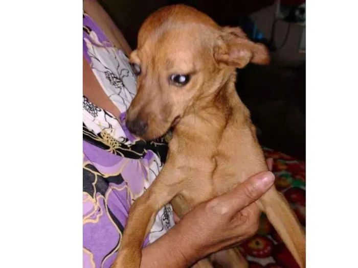 Cachorro ra a Pinscher + vira lata de porte  idade 2 a 6 meses nome Sem nome