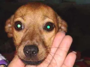 Cachorro raça Pinscher + vira lata de porte  idade 2 a 6 meses nome Sem nome