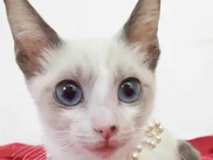 Gato raça SRD idade 2 a 6 meses nome MATILDE