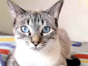 Gato raça SRD idade 2 a 6 meses nome GUGA