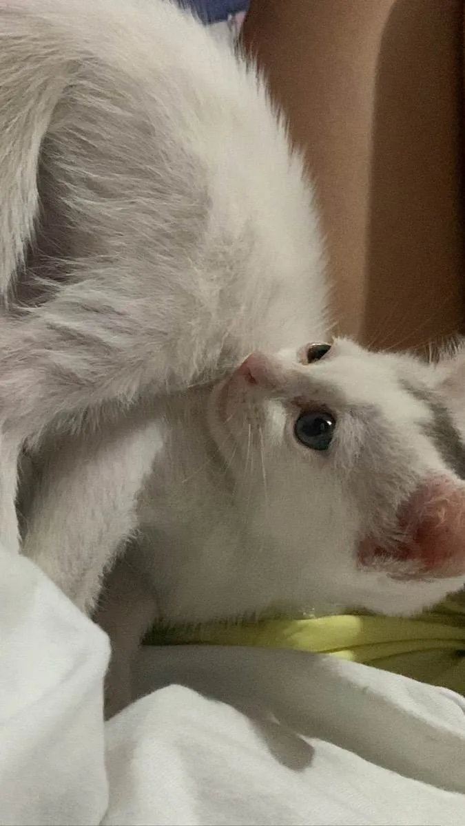 Gato ra a  idade Abaixo de 2 meses nome cristal