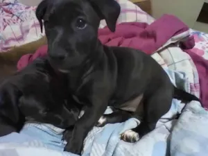 Cachorro raça Viralata idade 2 a 6 meses nome Maggie