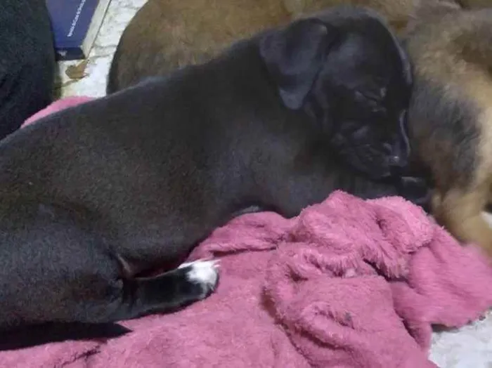 Cachorro ra a Viralata idade 2 a 6 meses nome Maggie