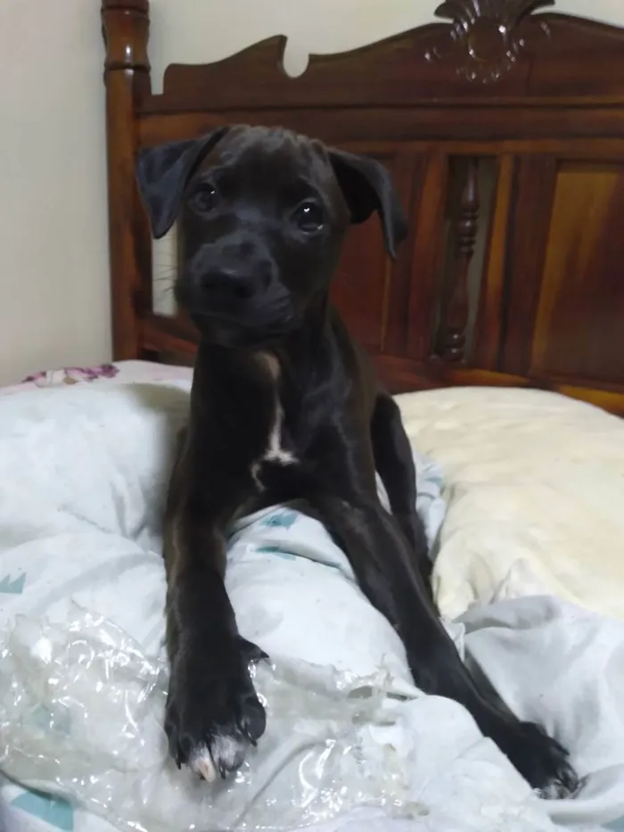 Cachorro ra a Viralata idade 2 a 6 meses nome Pretinha