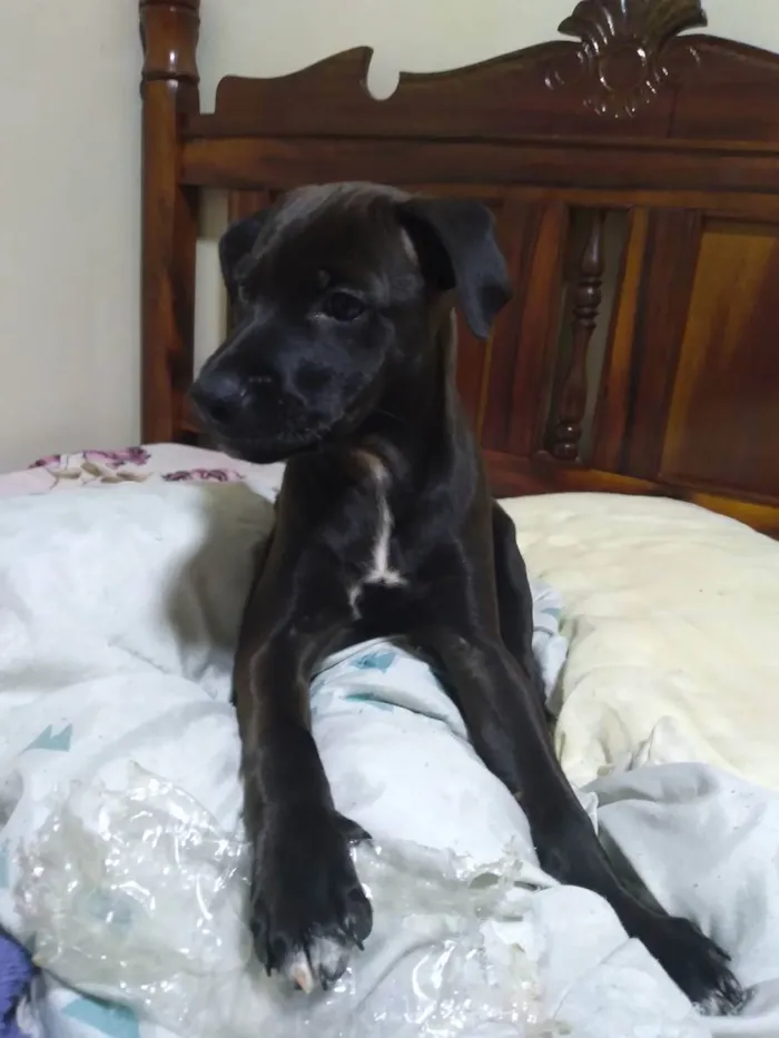 Cachorro ra a Viralata idade 2 a 6 meses nome Pretinha