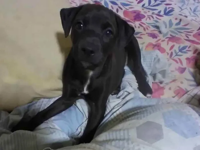 Cachorro ra a Viralata idade 2 a 6 meses nome Pretinha